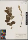 Foto von Salix caprea L.